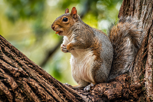 Little squirrel with and almond in its mouth sitting on a tree's branch in the St. James' Park of London, UK.