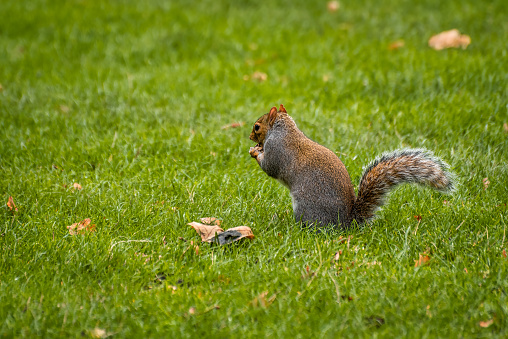 Close-up shot of a little squirrel eating nuts on the grass in the St. James' Park in London, UK.