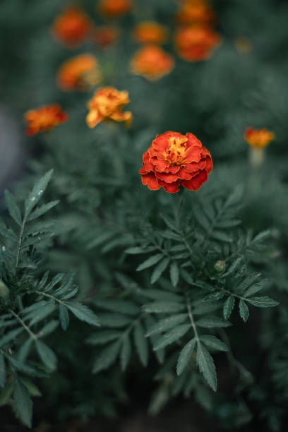 Red orange marigolds close up stock photo