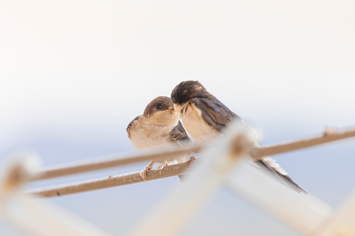 Barn swallows (Hirundo rustica) in my window