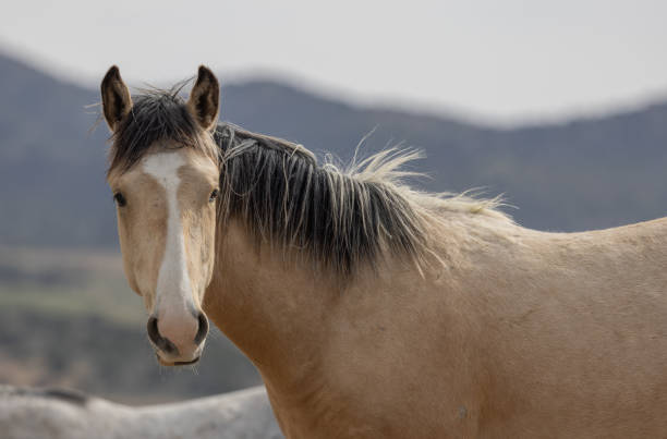 istock Wild Horse in Utah in Springtime 1409724362