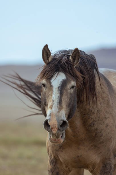 istock Wild Horse in Utah in Springtime 1409725264