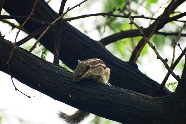 istock A beautiful tamias in the tree branch 1409725293