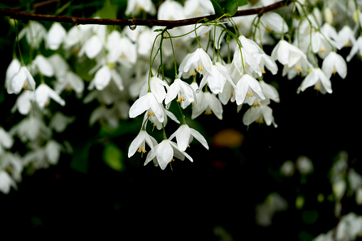 Japanese flowering tree