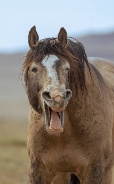 istock Wild Horse in Utah in Springtime 1409725354