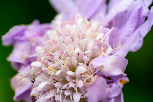 Scabious flower macro close up for use as an abstract background.