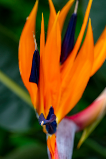 Close-up of Bird of Paradise Flower head in Bloom on white background  in Central Florida