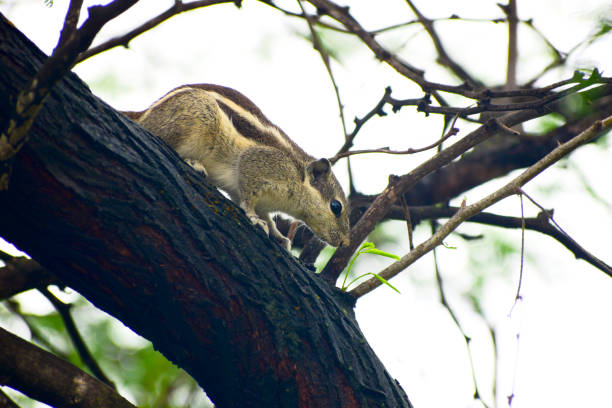 istock A beautiful tamias in the tree branch 1409725877