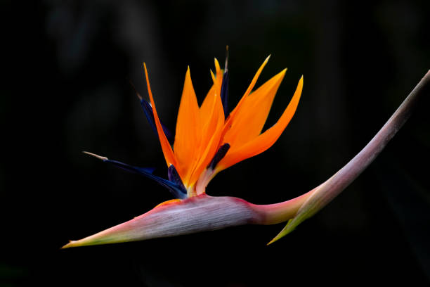 Bird of paradise flower