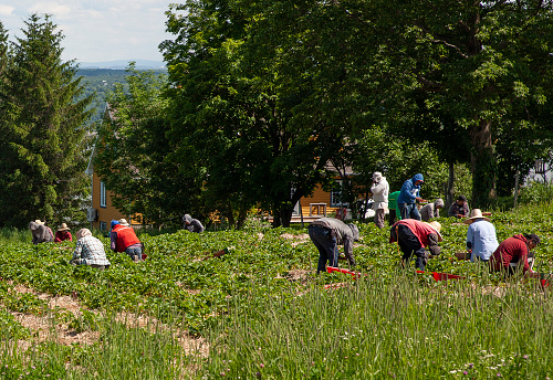 Île d'Orléans, Quebec, Canada -May,18, 2021: Migrant Mexican agricultural workers on six month visas working in field.