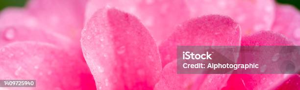 Camelia Flower In The Rain Stock Photo - Download Image Now - Pink Color, Flower, Close-up