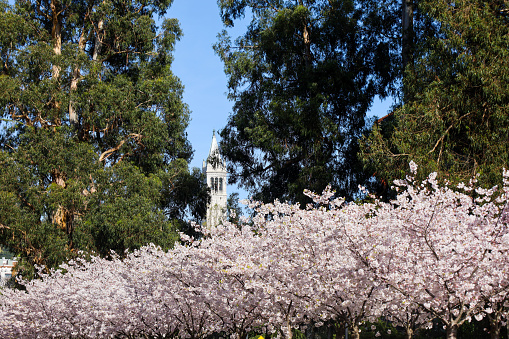 UC Berkeley campus with cherry blossom(sakura), with the famous Sather Tower in the background