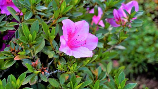 ツツジ、シャクナゲ、ポットツツジとしても知られるシャクナゲシムシイの美しいピンク色の花。 - azalea flower pot rhododendron isolated ストックフォトと画像