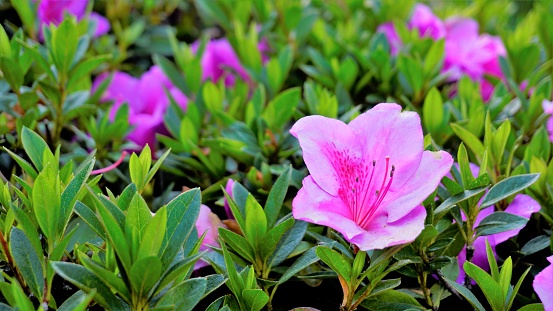 Beautiful pink color flowers of Rhododendron simsii also known as Azalea, Rhododendron, Pot Azalea. Landscape and wallpaper background.