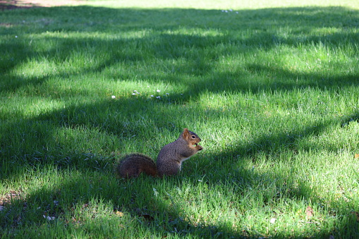 A cute squirrel in UC Berkeley campus