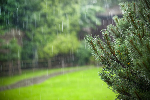 downpour in the garden