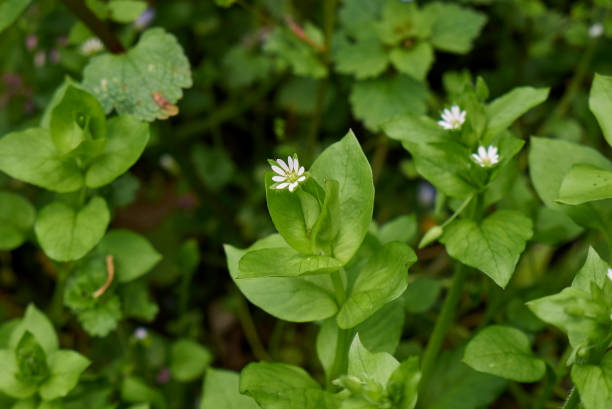 istock Stellaria media in bloom 1409728244