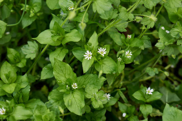 istock Stellaria media in bloom 1409728245