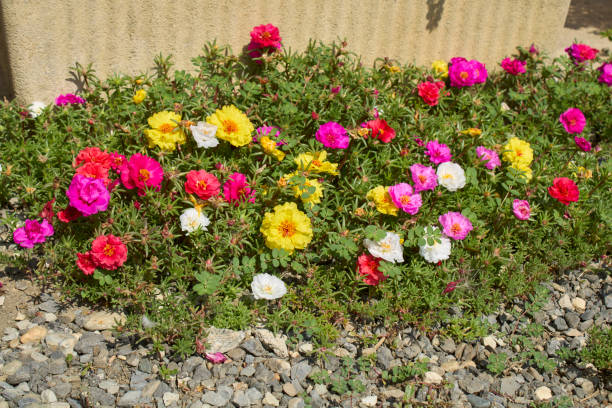 Portulaca grandiflora in bloom