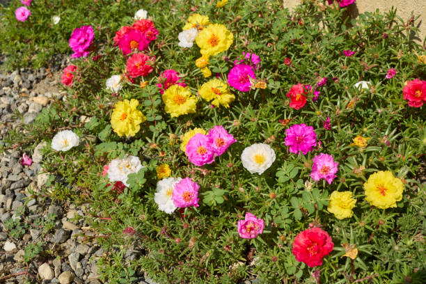 istock Portulaca grandiflora in bloom 1409728542