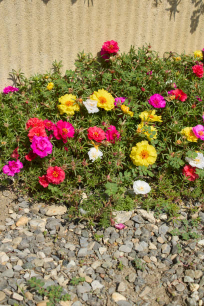 istock Portulaca grandiflora in bloom 1409728544