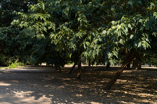 Park in summer