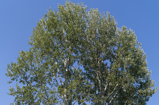 Photo showing a row of several young, tall Lombardy poplar trees (Latin name: Populus nigra 'Italica'), pictured growing in a countryside setting, isolated against a blue sky background.