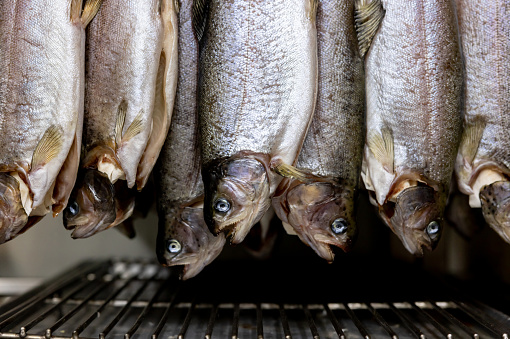 Fish hanging in the fridge of a commercial kitchen - food and drink concepts