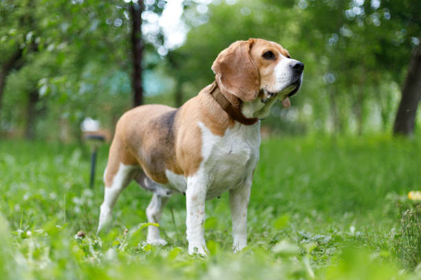 Portrait of an old beagle on a green lawn in the park. Portrait of an old beagle on a green lawn in the park. hound stock pictures, royalty-free photos & images