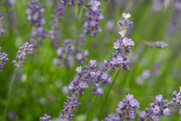 istock violet flower close-up 1409730978