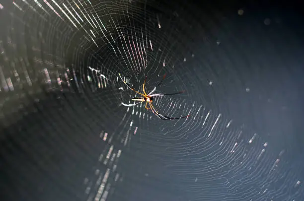 A spider is waiting in a still mode on its glaring web for its prey trapped