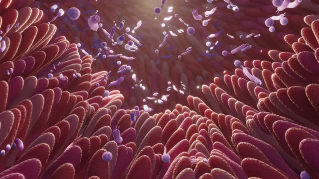 Microbiome intestine factories and microbiota. Gut health 3d render. Microvilli with factories in intestine . High quality 4k footage