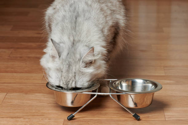 istock Cat put head to metal bowl 1409733836