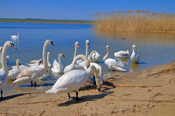 istock Swans feeding on the river bank. 1409733896