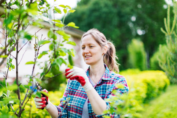 istock Young Woman Trimming Bushes 1409734702