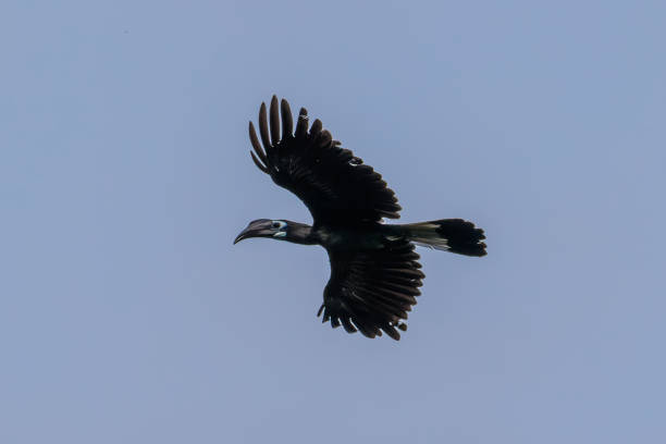 istock A handsome male Bushy-crested Hornbill in flight 1409734794
