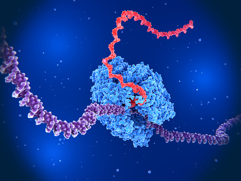 A  RNA polymerase is composed of several proteins. It unwinds DNA strands (violet) and builds RNA (red) out of the nucleotides uridine, adenosine, cytlidine and guanosine monophosphate.
