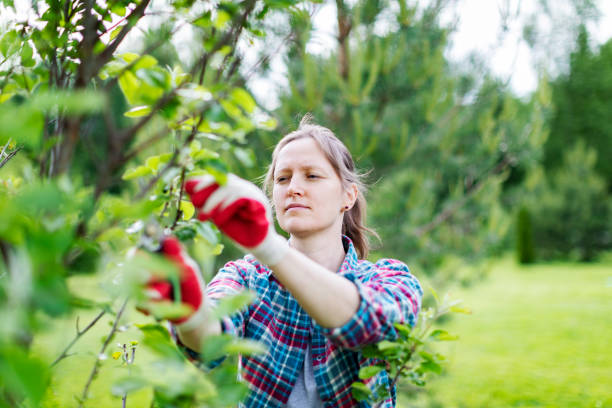 istock Young Woman Trimming Bushes 1409735783