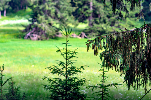 Green cones on pines in Durmitor National Park - UNESCO World Heritage Centre.