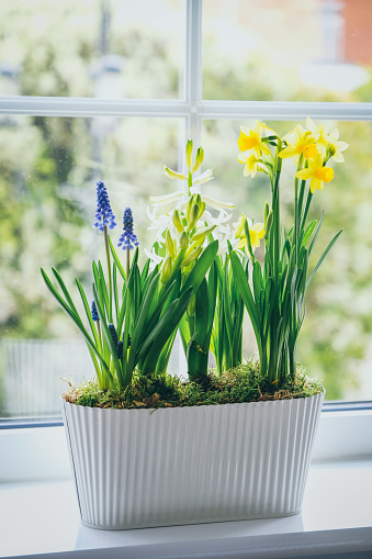 Yellow and white daffodils outdoors on a table as decoration. Flowering spring and bulb plants. Easter holiday concept.