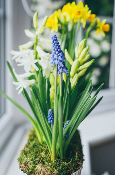 gros plan des fleurs de bulbes printaniers dans un pot - hyacinth lily family potted plant flower photos et images de collection