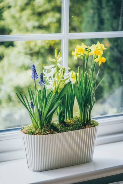 istock Spring bulb flowers in a metal pot 1409736455