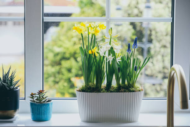 istock Spring bulb flowers in a white metal  pot on kitchen window sill 1409736473