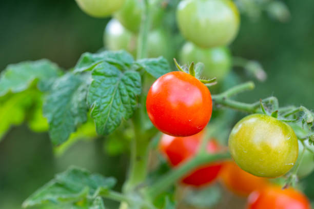 istock Small tomatoes hanging on a branch on a summer day macro photography 1409737187