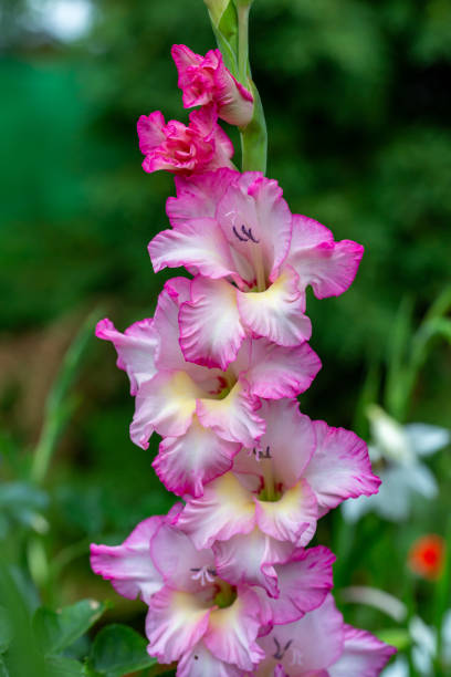 istock Blooming bicolor gladiolus flower on a summer day macro photography. 1409737310