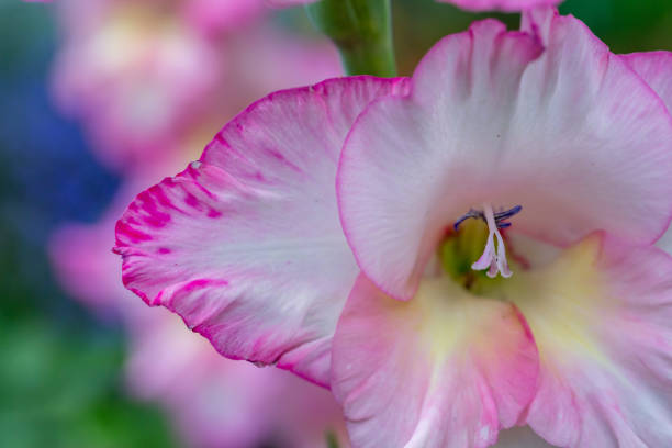 floraison de la fleur de glaïeul bicolore lors d’une journée d’été macro photographie. - gladiolus flower floral pattern single flower photos et images de collection