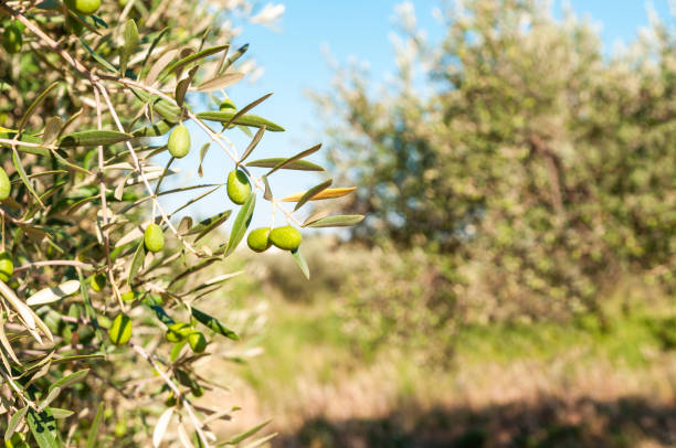 istock Green olives hang on branchs 1409737510