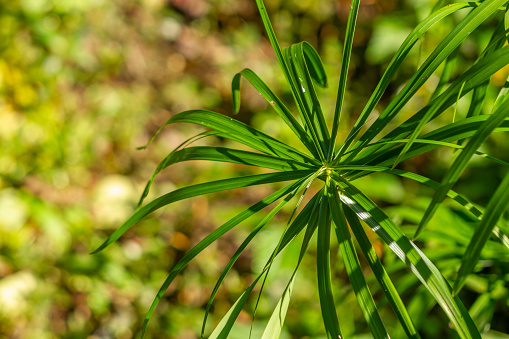 The leaves of the umbrella sedge plant in the form of small blades spread out to form like an umbrella, isolated on a blurry background