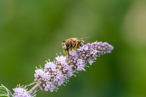 A hoverfly insect sits on a purple flower macro photography on a summer sunny day. Flower flies sits on a blooming mint plant close-up photo in the summer.
