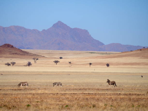 istock Hartmann's mountain zebras in the savannah 1409738810